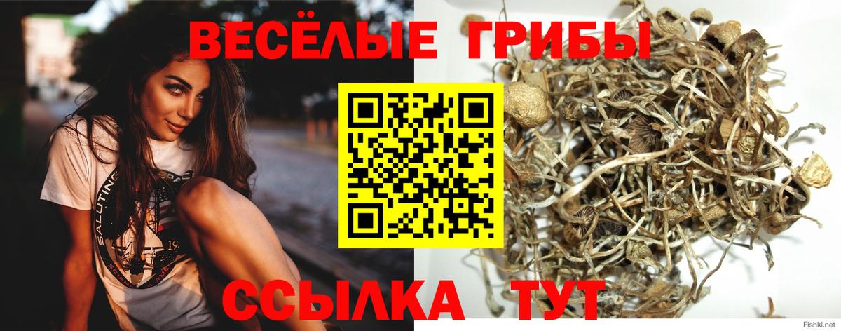 Псилоцибиновые грибы Cubensis Переславль-Залесский